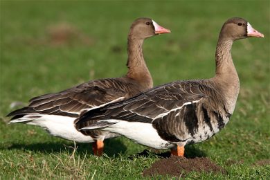 Jagd auf Grau- und Wildgänse: Nabu fordert strengere Strafverfolgung
