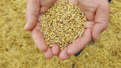Löhr sorgt sich um Ernte in Niedersachsen