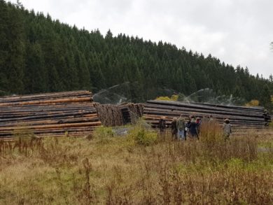 Alarm im Wald: Auch 2019 droht wieder eine Borkenkäfer-Plage
