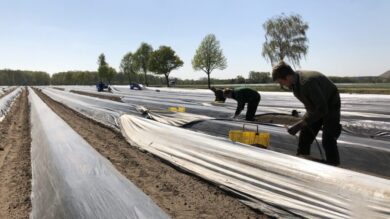 Der Trend setzt sich fort: Die Speisezwiebel verdrängt den Spargel