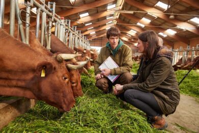 Miriam Staudte begrüßt Förderprogramm für tierwohlgerechten Stallumbau