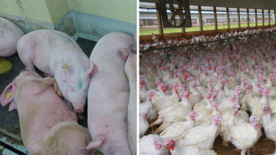 Otte-Kinast sucht im Kampf gegen die Tierseuchen Hilfe bei Bund und Ländern