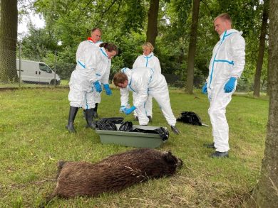 Afrikanische Schweinepest im Emsland: Agrarministerin hofft auf Einzelfall