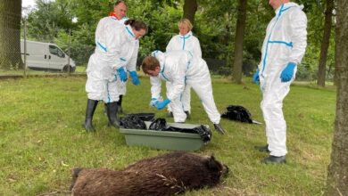 Afrikanische Schweinepest im Emsland: Agrarministerin hofft auf Einzelfall