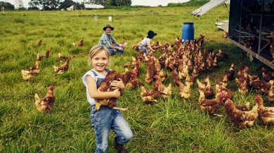 Ist der Lernort Bauernhof in Gefahr? Dem Land fehlen 500.000 Euro, weil die EU nicht mehr zahlt