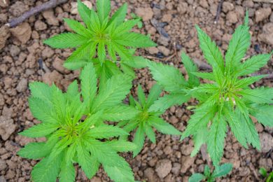 Landvolk skeptisch: Statt Hanf-Anbau sollten Lebensmittel Vorrang genießen