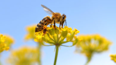 Grüne beklagen Artensterben – SPD und CDU wollen Wildbienen schützen