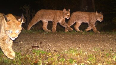 Forscher aus Göttingen wollen alle Luchse in Niedersachsen und Hessen zählen