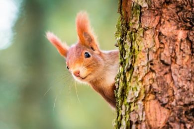„Squirrel & Nuts“ und die guten Beziehungen zur SPD