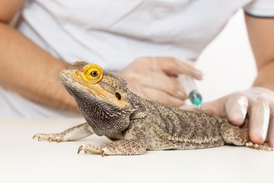 Schlangen-Führerschein und Reptilien-Rente: Niedersachsen will keinen „Alleingang“ beim Tierschutz