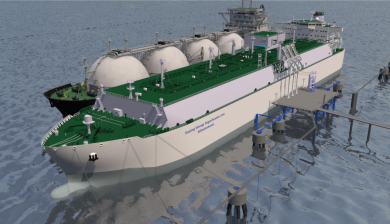 Es geht um die Schweinswale: Regierung äußert sich zu Naturschutz-Problemen bei LNG-Plänen