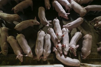 Tierwohl im Stall bleibt auch in diesem Wahlkampf auf der Strecke – schon wieder