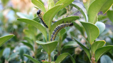 Warum sterben so viele Insekten? Fraktionen streiten um fehlende Daten