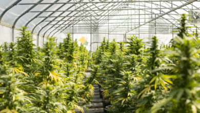 CDU: Es wäre fatal, derzeit bei der fehlenden Kontrolle schon Cannabis-Vereine zuzulassen