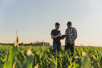 Bundesregierung: Niedersachsens Landwirte konnten bundesweit Spitzen-Gewinne erzielen