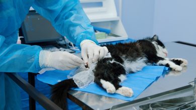 Land fördert Katzenkastration mit 400.000 Euro