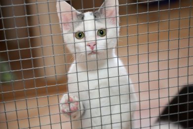 Eine Million Euro für Tierheime: Landesregierung legt Sofortprogramm auf