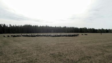 Hilferuf der Landräte: Weidetierhaltung braucht Unterstützung vom Land