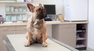 Der Tierarztmangel verschärft sich weiter