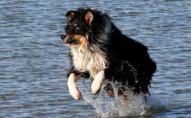 Zentrales Hunderegister: FDP gegen Extra-Register mit Extra-Bezahlung