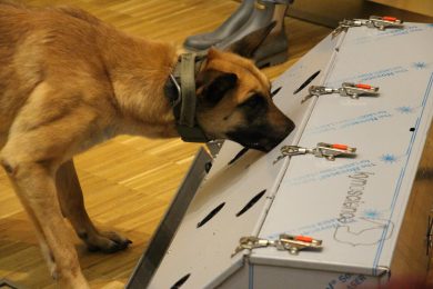 Wie Spürhunde künftig bei der Suche nach Corona-Infizierten helfen könnten