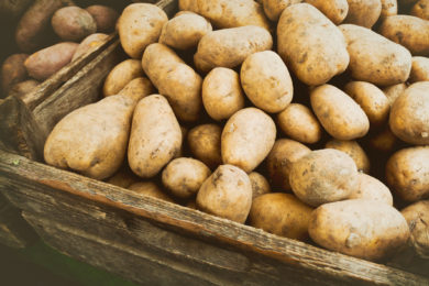 Bauernverband sorgt sich um Kartoffelernte