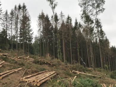 Wie der Borkenkäfer am Ende auch den guten Zwecken der Klosterkammer schadet