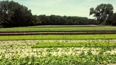 „Für den Klimaschutz sollten wir dafür sorgen, dass die Kühe mehr Milch produzieren“