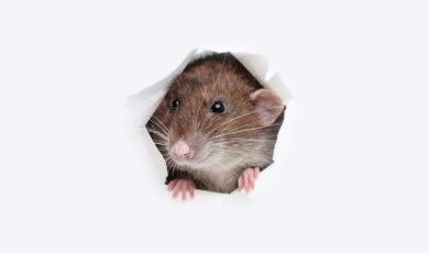 Ratte im Landtag – „ein ungewöhnlicher Einzelfall“?