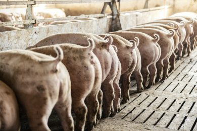 Tierwohl: In Niedersachsen steht der Nachfolger der Ringelschwanzprämie in den Startlöchern