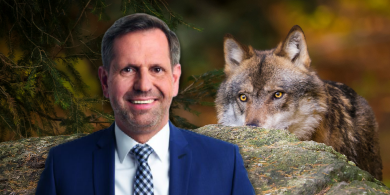 Gericht verbietet Wolfsabschuss – Lies geht bis vors Oberverwaltungsgericht