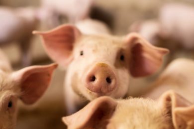 Der ewige Streit um die Schweinehaltung