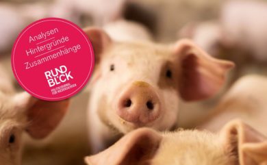 Was passieren muss, damit die Ferkel künftig ihre Ringelschwänze behalten können