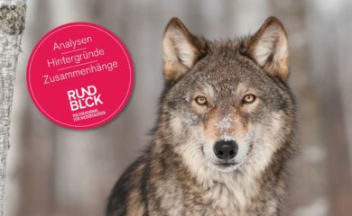 Bringt das OVG-Urteil die Wolfsverordnung ins Schwanken?