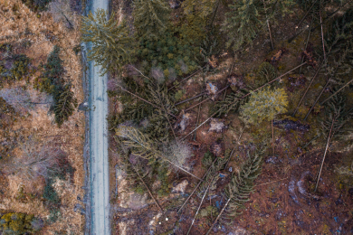 Immer mehr Waldschäden: IG Bau fordert mehr Forstarbeiter in Niedersachsen