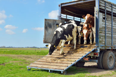 Tierschützer beraten, wie Exporte von Rindern doch verboten werden können