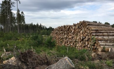 Mit Geld und Köpfchen gegen die Not der Wälder
