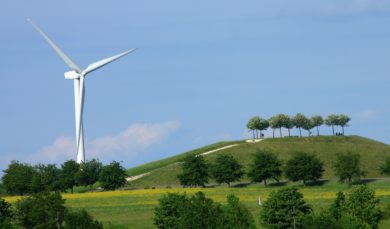 Windkraft statt Artenschutz: Viele Vögel müssen sterben