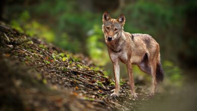 Landvolk-Präsident fordert Jagdzeiten und regionale Abschusspläne für den Wolf
