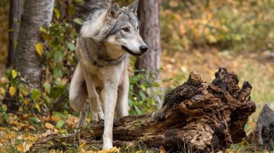 Weil will den Wolf zur „Chefsache“ erklären