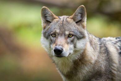 Wölfe mit Sendern ausgestattet