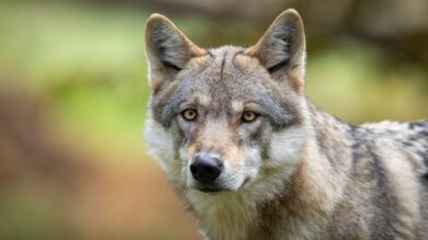 Europarat stimmt für geringeren Schutzstatus für den Wolf in Berner Konvention