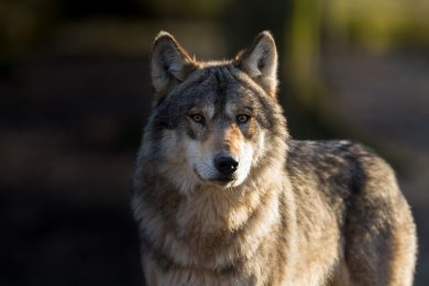 Hält das Umweltministerium Informationen zu Wolfsrissen zurück?