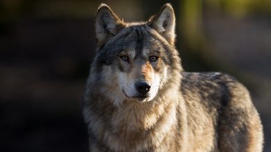 Reges Treiben in Brüssel und Berlin: Den Wölfen geht es an den Kragen