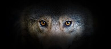 Wie es nach dem Scheitern der Wolfspolitik nun weitergehen kann