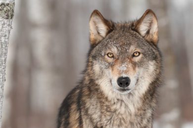 War der getötete Wolf „Kurti“ gar nicht gefährlich?