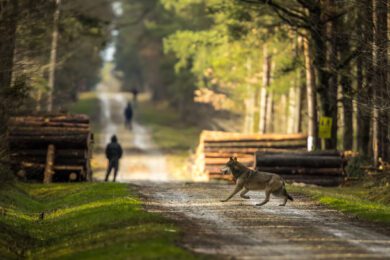 Wie Niedersachsen die neue Wolfspolitik umsetzen will