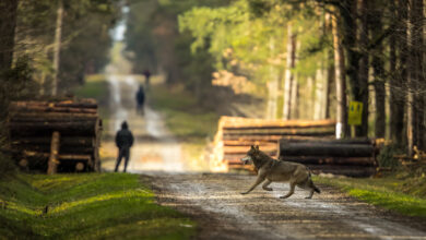 Wie Niedersachsen die neue Wolfspolitik umsetzen will