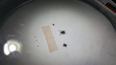 Zeckenalarm zwingt die Behörden, das Emsland zur Risikozone zu erklären