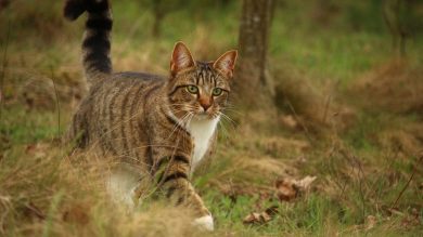 Agrarministerium informiert zur Katzenkastrationspflicht